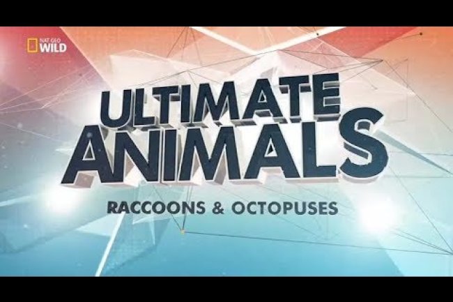 Muhteşem Canlılar / Rakun, Ahtapot, Fil, Orangutan, Karga Ve Kurt (Belgesel)